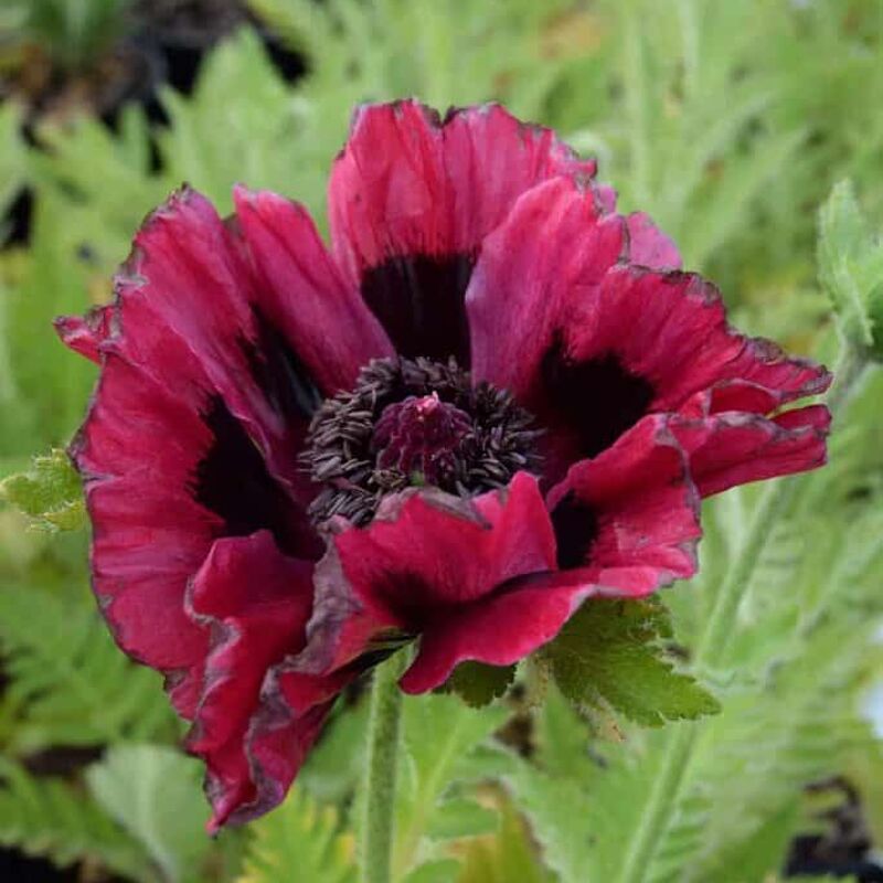 Papaver orientale 'Patty's Plum' ---